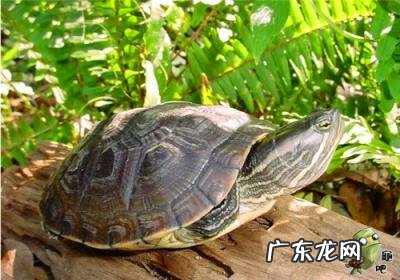 古巴彩龟图片大全 野生的巴西龟和你养的巴西龟