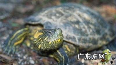 古巴彩龟图片大全 野生的巴西龟和你养的巴西龟