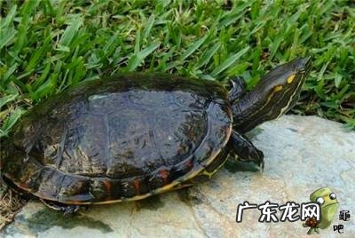 古巴彩龟图片大全 野生的巴西龟和你养的巴西龟