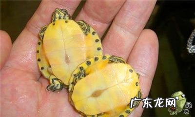 古巴彩龟图片大全 野生的巴西龟和你养的巴西龟