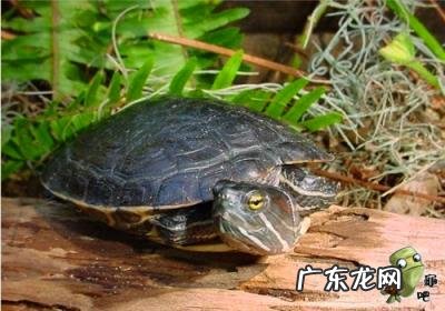 古巴彩龟图片大全 野生的巴西龟和你养的巴西龟