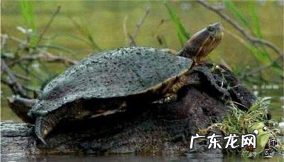 古巴彩龟图片大全 野生的巴西龟和你养的巴西龟