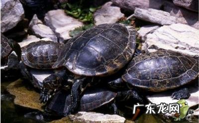 古巴彩龟图片大全 野生的巴西龟和你养的巴西龟