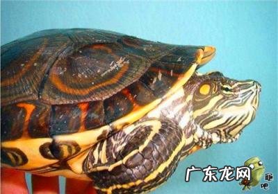 古巴彩龟图片大全 野生的巴西龟和你养的巴西龟