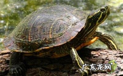 古巴彩龟图片大全 野生的巴西龟和你养的巴西龟