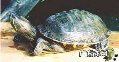 古巴彩龟图片大全 野生的巴西龟和你养的巴西龟