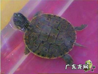 古巴彩龟图片大全 野生的巴西龟和你养的巴西龟
