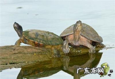 古巴彩龟图片大全 野生的巴西龟和你养的巴西龟