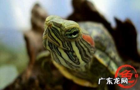 古巴彩龟图片大全 野生的巴西龟和你养的巴西龟