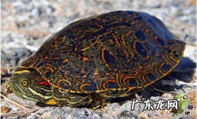 古巴彩龟图片大全 野生的巴西龟和你养的巴西龟