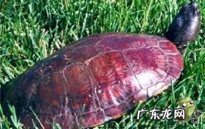 古巴彩龟图片大全 野生的巴西龟和你养的巴西龟