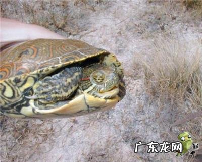 古巴彩龟图片大全 野生的巴西龟和你养的巴西龟