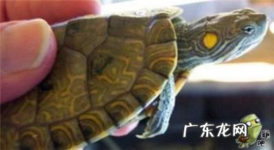 古巴彩龟图片大全 野生的巴西龟和你养的巴西龟
