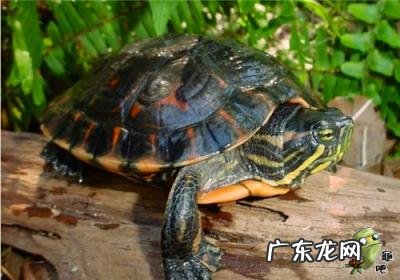 古巴彩龟图片大全 野生的巴西龟和你养的巴西龟