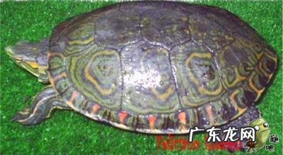 古巴彩龟图片大全 野生的巴西龟和你养的巴西龟