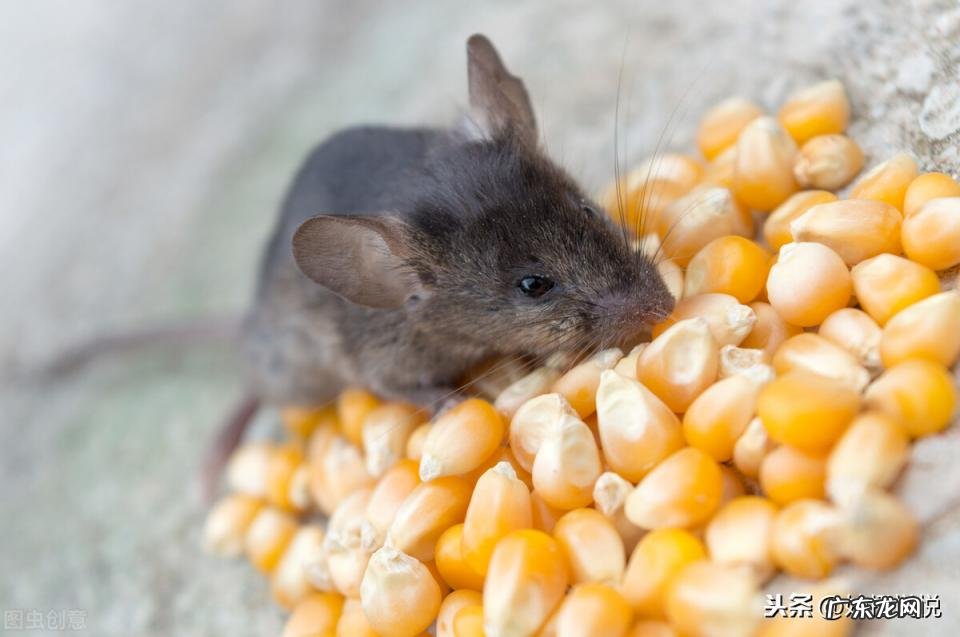 消灭老鼠快速有效的方法视频 怎么能有效的消灭老鼠