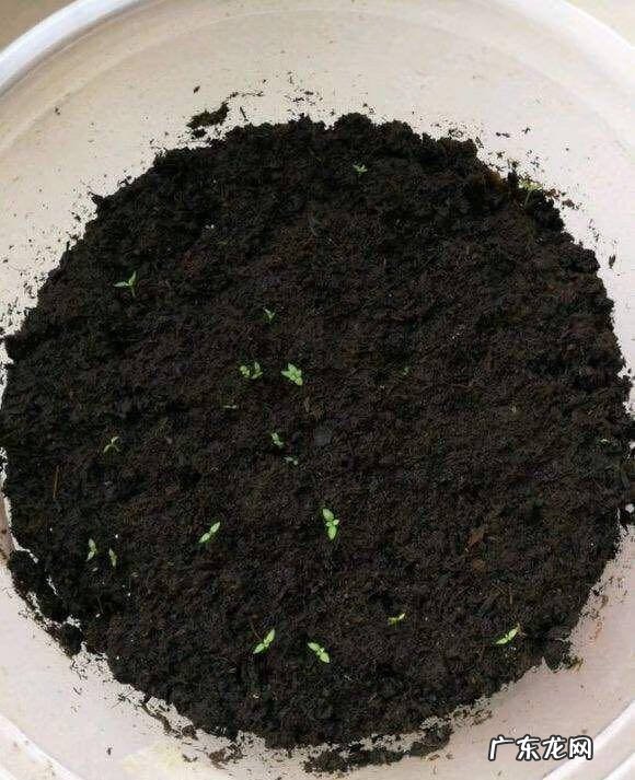 石榴籽代表什么 石榴籽可以种出石榴树吗?