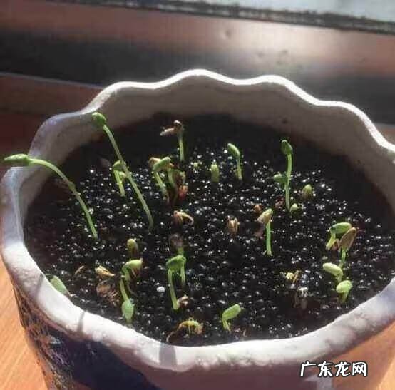 石榴籽代表什么 石榴籽可以种出石榴树吗?