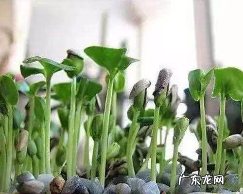 石榴籽代表什么 石榴籽可以种出石榴树吗?