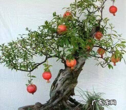 石榴籽代表什么 石榴籽可以种出石榴树吗?