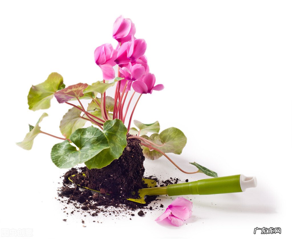 仙客来花蔫巴了怎么办?