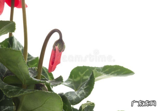 仙客来花蔫巴了怎么办?