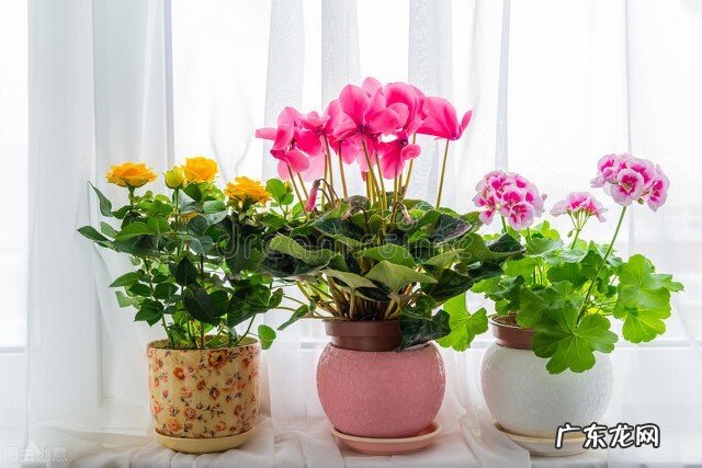 仙客来花蔫巴了怎么办?