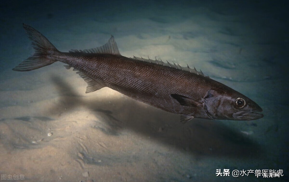 龙鳕鱼跟鳕鱼有什么区别 龙鳕鱼