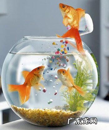 鱼缸最佳位置 鱼缸怎么摆放风水好