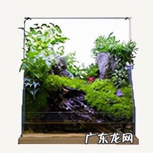 原生态鱼缸 生态鱼缸的原理及图