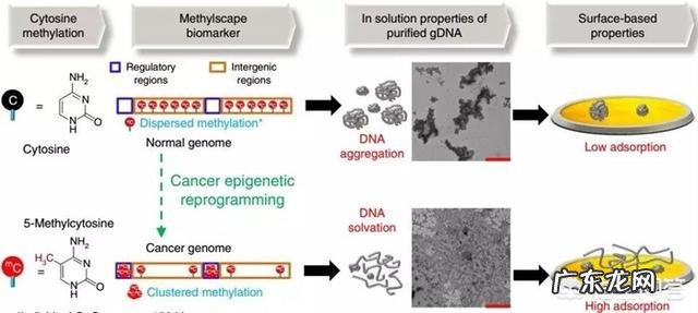 “滴血测癌”是真的么?这一技术有什么突破?
