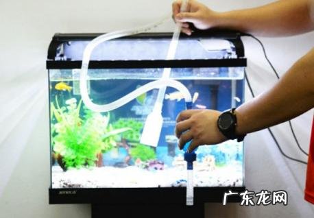 正确给鱼换水方法视频 如何给鱼缸换水以及注意事项