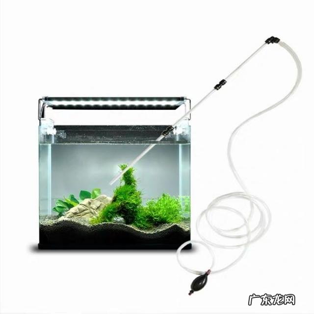 正确给鱼换水方法视频 如何给鱼缸换水以及注意事项