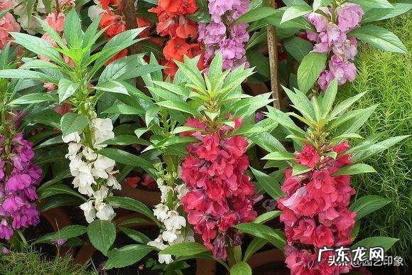 在种植凤仙花的过程中，你有什么体会？