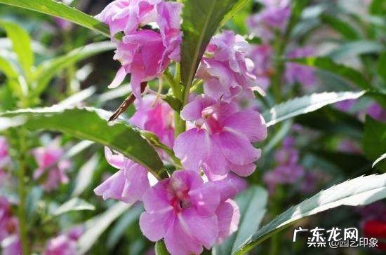 在种植凤仙花的过程中，你有什么体会？