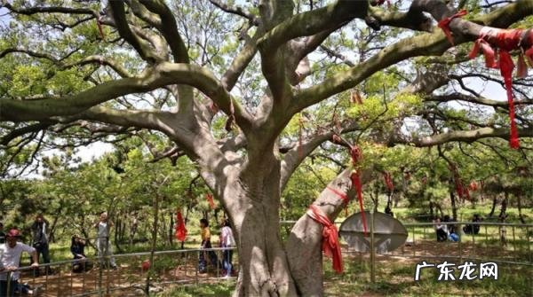 朴树植物百科怎么读 朴树的用途与价值