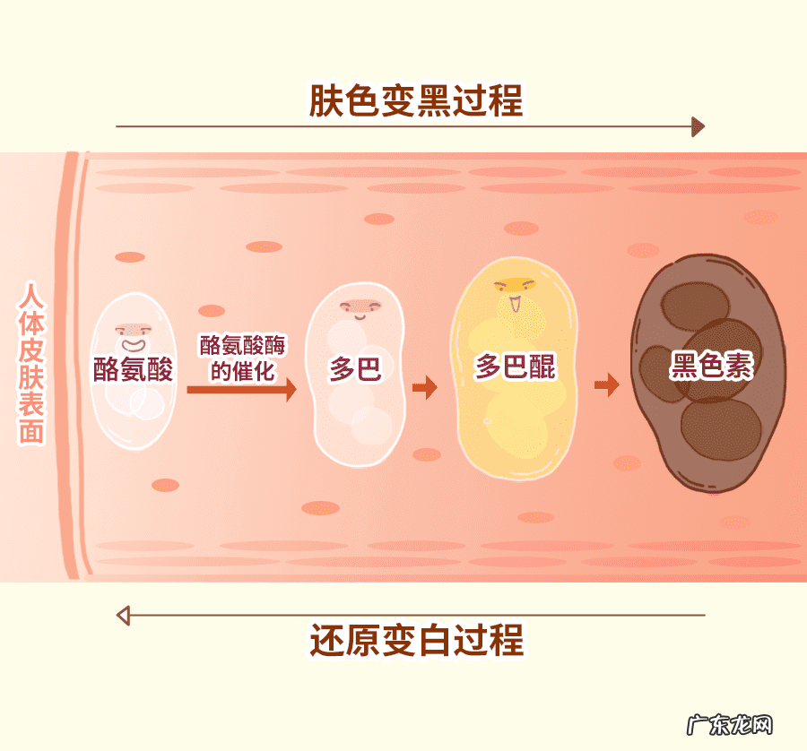 新鲜柠檬水 柠檬水