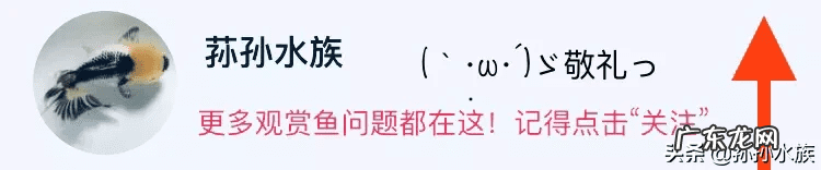 养鱼有什么风水说法 养鱼为什么一定要跟风水有关系