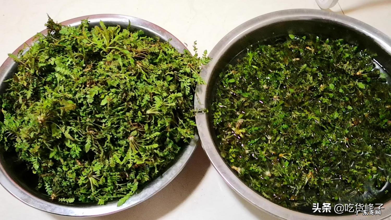 大叶香荠菜怎么做好吃窍门 香荠菜的做法