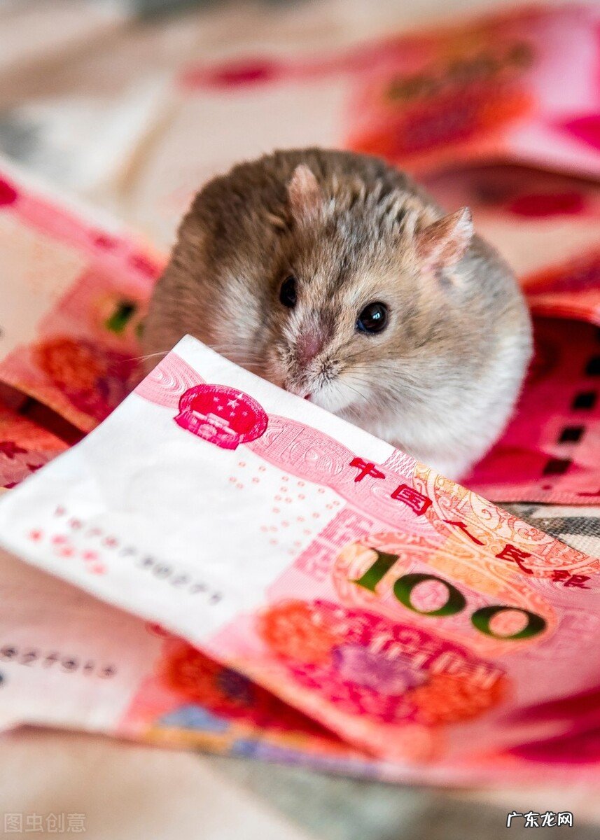 哪一个生肖又聪明又勤奋又富裕?