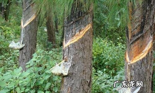 大自然中还有哪些天然的指南针?