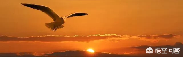 兰梅竹菊称为四君子，更是以“兰章”喻诗文之美，描写兰花的诗词有哪些？