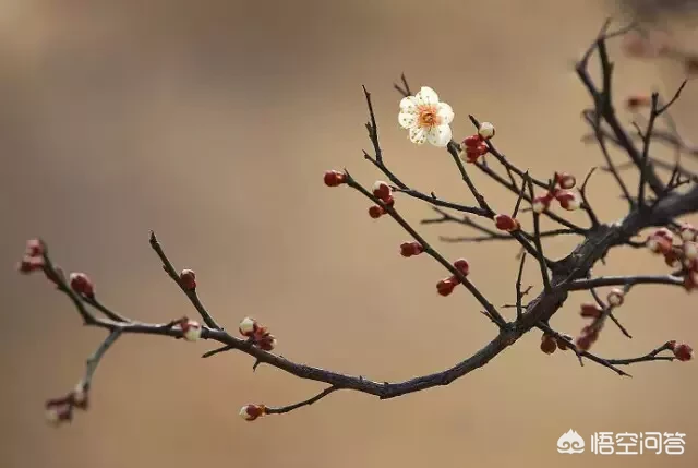 兰梅竹菊称为四君子，更是以“兰章”喻诗文之美，描写兰花的诗词有哪些？