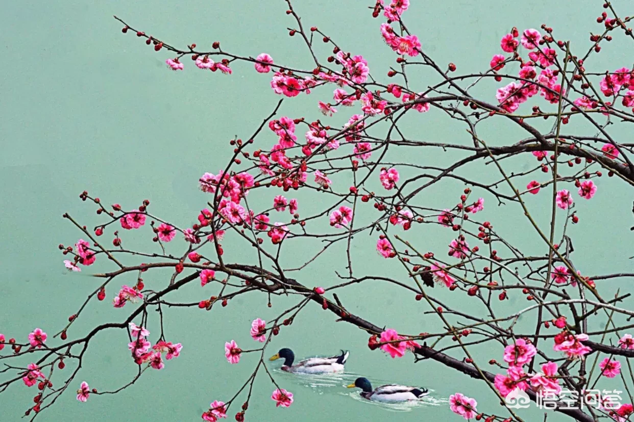 兰梅竹菊称为四君子，更是以“兰章”喻诗文之美，描写兰花的诗词有哪些？