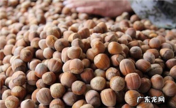 坚果类包括 坚果类哪种最有营养