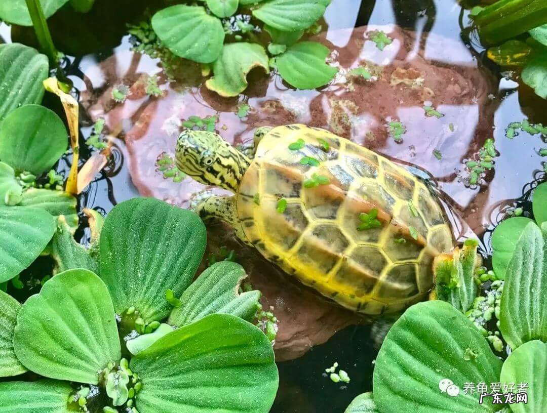 珍珠龟属于风水龟吗 风水上公龟好还是母龟好