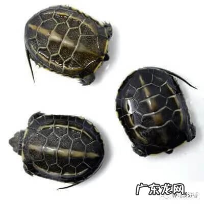 珍珠龟属于风水龟吗 风水上公龟好还是母龟好