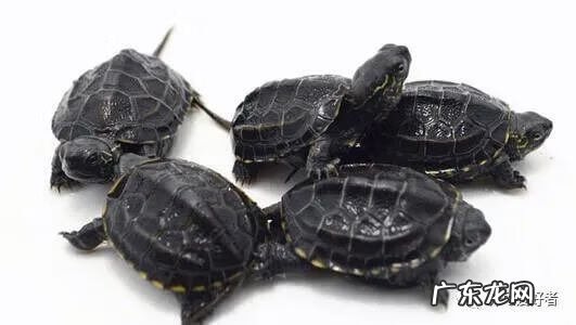 珍珠龟属于风水龟吗 风水上公龟好还是母龟好