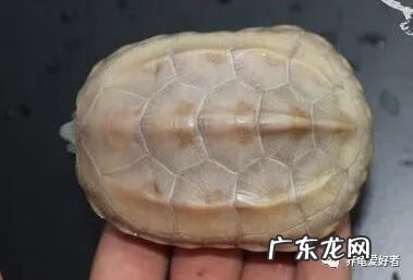 珍珠龟属于风水龟吗 风水上公龟好还是母龟好