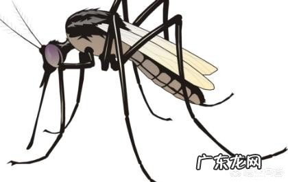 夏季蚊虫较多,蚊子喜欢什么样的人?如何避免蚊虫叮咬?